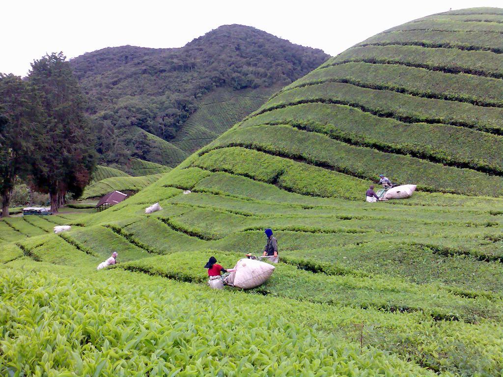 Hillview Inn Cameron Highlands Exteriör bild